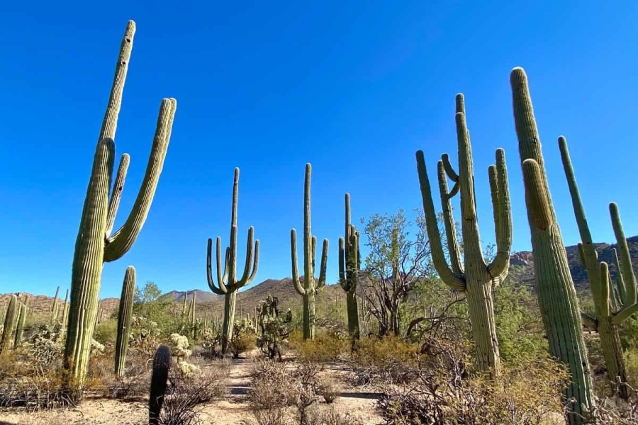 Arizona cacti